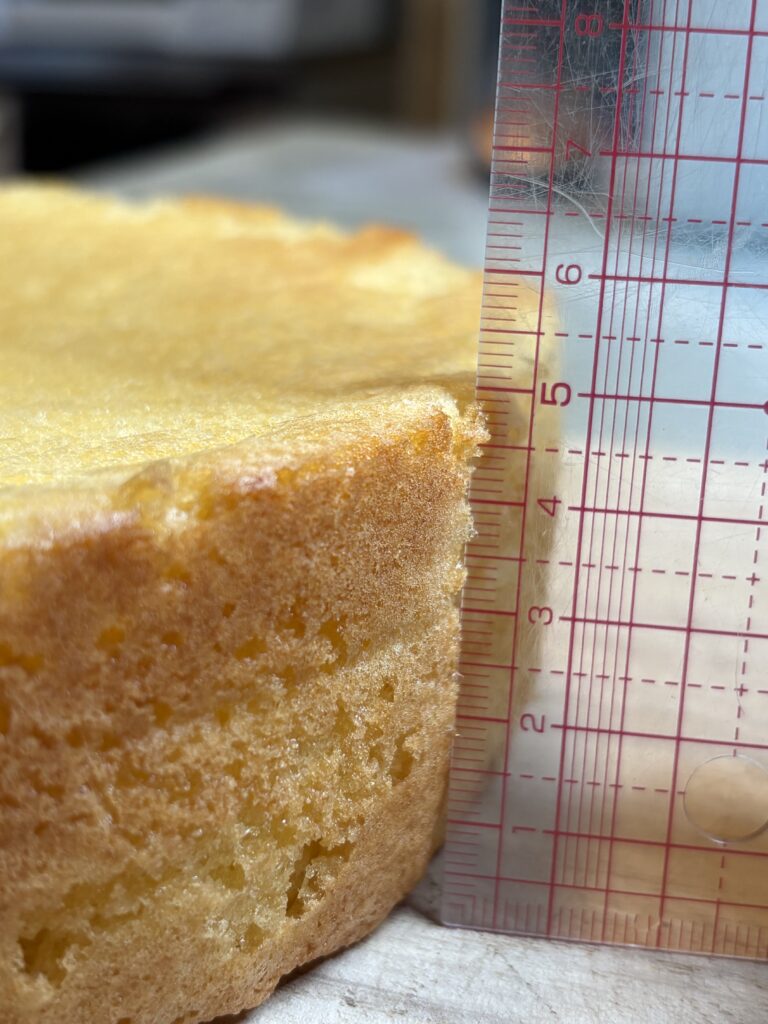 焼き上がったジェノワーズを真横から見た高さの比較